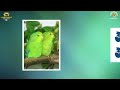 video encyclopedia of parrot species 254 forpus xanthopterygius flavissimus