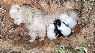 Mother dog kept kneeling down to ask for help for her puppies buried in the hole