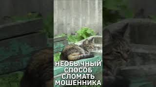 Необычный способ сломать мошенника. Ответил ему его же словами  #юмор #прикол #мошенник #пранк