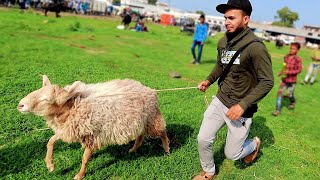 Angry Sheep Attack On My Camera 😱 in Bakra Mandi