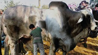 উত্তরবঙ্গের বড় ষাঁড় গরুর বিখ্যাত হাট/জয়পুরহাট নতুনহাট