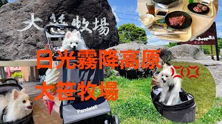 日光霧降高原大笹牧場に行ってきました☆[５月４日]  #ポメラニアン #Pomeranian#ぽめらにあん#める#日光霧降高原大笹牧場#ジンギスカン#ドライブ#ノートオーラ