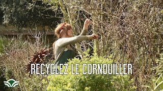 Comment recyclez le bois du cornouiller sanguin