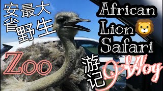 【游记Vlog】多伦多周边游玩/African Lion Safari/安省最大野生动物园/哭，后视镜被鸵鸟叨花