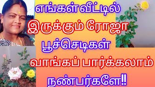 எங்கள் வீட்டில் இருக்கும் ரோஜா செடிகள் வாங்க பார்க்கலாம்!!