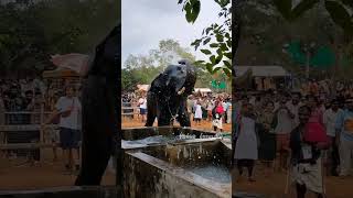 നന്തിലത്ത് ഗോപിക്കണ്ണൻ . സായിപ്പിനെ വരെ ഫാൻ ആക്കി