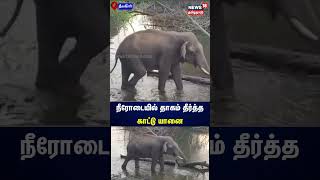 நீரோடையில் தாகம் தீர்த்த காட்டு யானை | Nilgiris | Wild Elephant | Tamil News | N18S