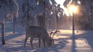 Russia: Reindeer herders of Yakutia