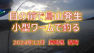 目の前で鳥山発生　小型ワームで釣る　長崎県橘湾　2024年12月