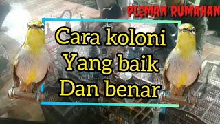 Bahas tuntas seputar koloni pleci