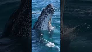 Spy hopping Humpback Whale watching from Hervey Bay, Queensland, Australia