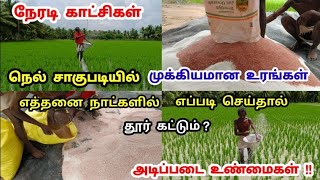 நெல் சாகுபடியில் முதல் முக்கியமான 15  நாட்கள் | நேரடி காட்சிகள் | Live Video | Tamil