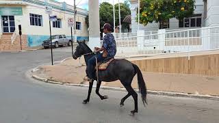 Estrela Da Gameleira, Égua marchadeira, marcha picada genuína desmanchando no picado natural