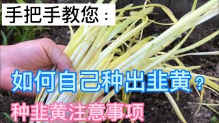 手把手教您种韭黄，和种韭黄的注意事项 （How to Grow Chinese Yellow Chives?)