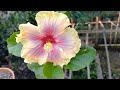 why new small plants is always a better option offer 40 new u0026 double petal hibiscus 🌺