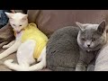 【猫の気持ち】猫に好かれる人嫌われる人4選【どうして？】 猫 ブリティッシュショートヘア 保護猫