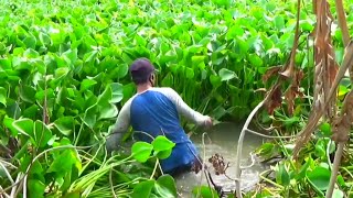 Baru bongkar sarangnya! Ikan sak waduk ngumpul semua