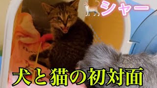 【うちの犬と猫が初めて会った時の反応はこんな感じでした】First meeting of dog and cat.