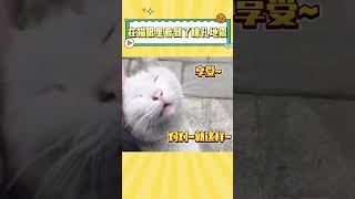 在猫眼里看到了瞳孔地震 #猫咪 #萌宠