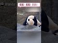 旺崽叫醒服务失败 sleepy mom u0026 naughty me！ panda adorablepanda pandalife