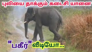 புலியை தாக்கும் கடைசி யானை... பகீர் வீடியோ...