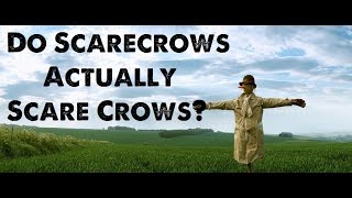 Do Scarecrows Actually Scare Crows?