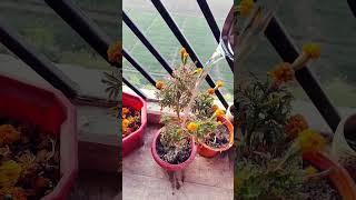 बच्चों उठ जाओ सुबह हो गई #youtubeshorts #trending #plants #morning vibes