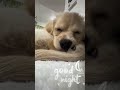 【ポメコッカーもなか】うとうとしてるだけの動画。子犬ってよく寝るなぁ ポメコッカー ポメラニアン アメリカンコッカースパニエル ミックス犬 犬 もなかとだいふく