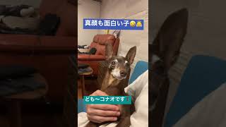 正面からの顔がなんだか面白い子#shorts #ミニピン#minipin #天然犬