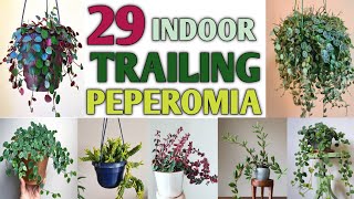 29 Indoor Trailing Peperomia Plants | Trailing Peperomia Plant Varieties | Plant