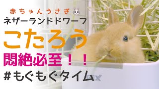 赤ちゃんうさぎのもぐもぐタイム！ネザーランドドワーフ「こたろう」 #お迎えして2日目