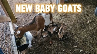 BABY GOATS on the farm!!