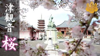 【津観音の四季】春・空からの花見　SAKURA・Spring of Tsukannon