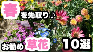 ◆春を先取り！これから育てる【オススメ草花10選】🪴