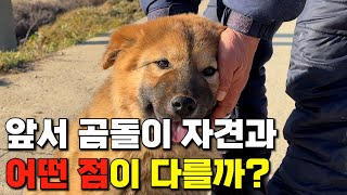 이 황구 강아지는 곰돌이 자견과 결정적으로 '이런 점'에서 차이가 있습니다. | 진돗개 황구 종견 | '황대호' 자견 강아지