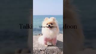 tiktok 犬と猫 |#CapCut #CapCutドラフト 機能を使って最高にエモい動画を作ってみよう❤️#foryou