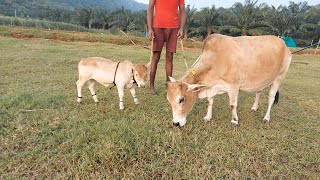 World's Smallest Cow | Mini Cows | Punganur Miniature Swarna Kapila calf with her mother #dwarfcows