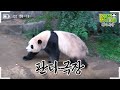 sub how would fubao react when she receives compliment from zookeeper kang bao 🐼│panda world