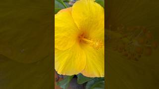 Hybrid hibiscus flowers || Home Gardening | #flowers #youtubeshorts #shorts