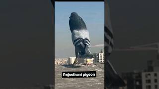 Sher Ka Baap Babbar Sher 😂 || kabutar stutas video pigeon #tiktok #shorts #viralvideo #kabutar