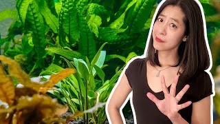 5 Things I Wish I Knew Before Buying New Aquarium Plants