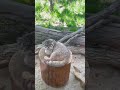 今日もイケメンなボルくん pallas’s cat manul Манул