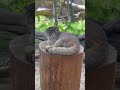 今日もイケメンなボルくん pallas’s cat manul Манул