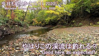 今日も釣り歩く(10/11 2020)  やはりこの渓流は釣れる？ (Mountain stream fishing 11 Oct. 2020)