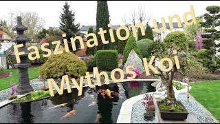 Faszination und Mythos Koi