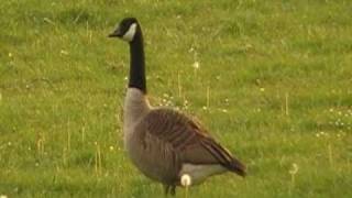 birds nl... canadian goose