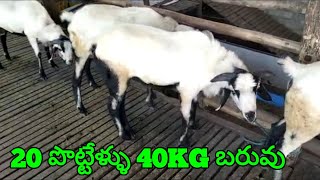 Nellore judipi sheep Bakra 80735 27124 పొట్టేళ్ళు