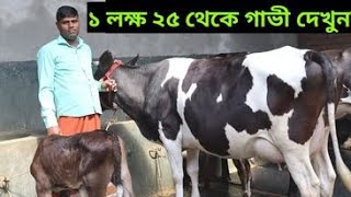 দুধের গাভী কেনার উপায়। ১০ থেকে ১৫ লিটার দুধের গাভীর দাম। mowshumi dairy farm