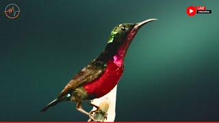 Beautiful Bird Sounds - Hummingbird  Breathtaking Nature -  Healing Ambiance - Stress Relief