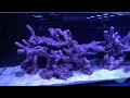 redsea reefer 750xxl g2 display aquarium installation.